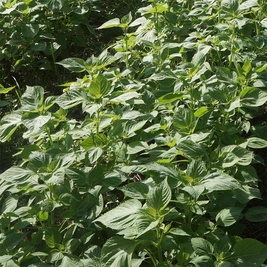 Perilla white - 흰들깨 image 0