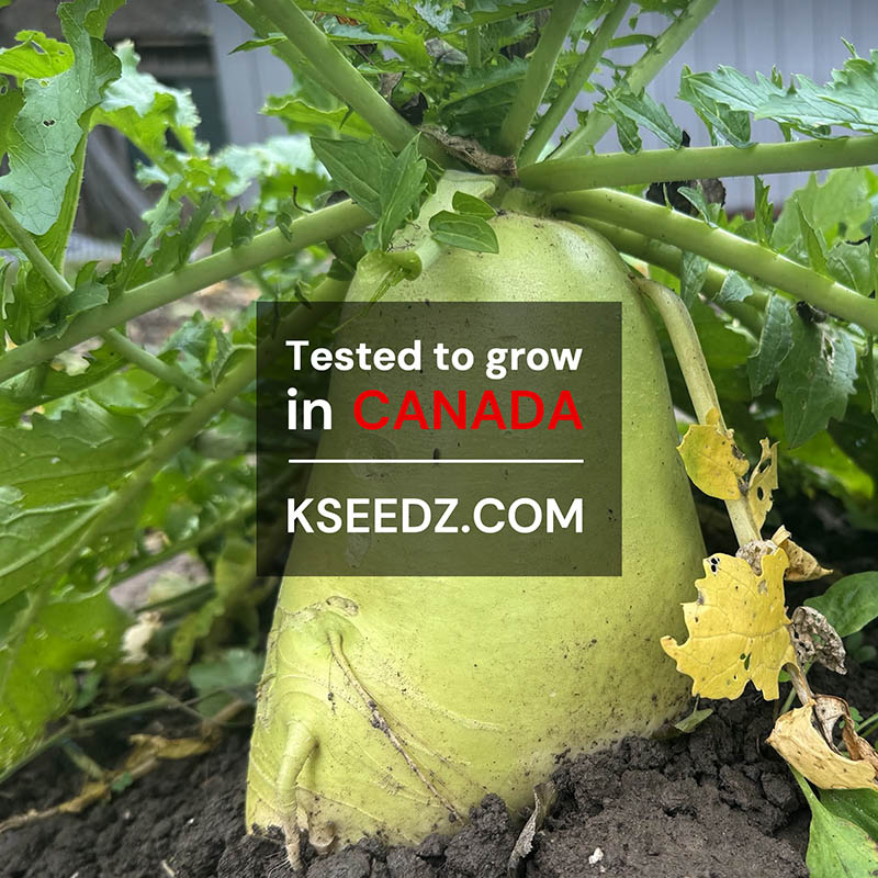 Radish : Kimchi (FALL) - 가을김장무 image 2