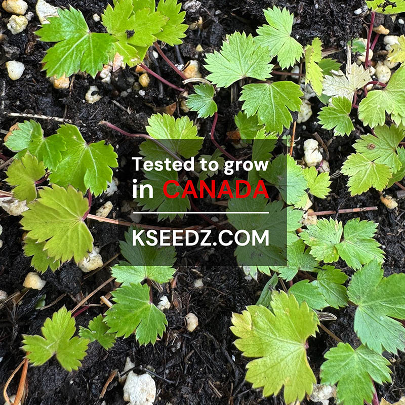 Chamnamul - 참나물, 파드득나물 image 1