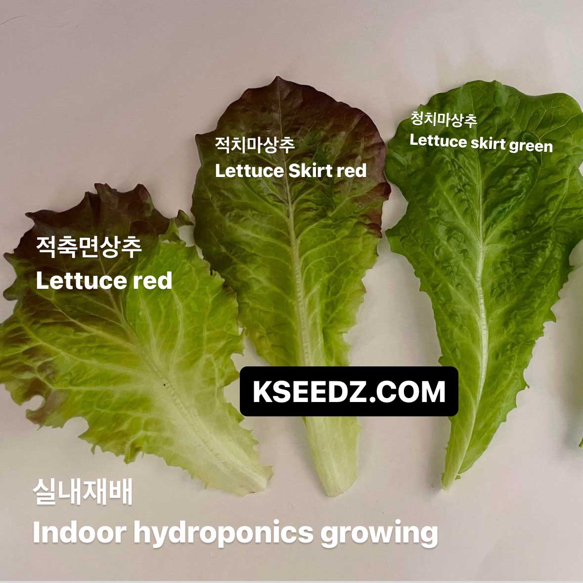 Lettuce red - 적축면 꽃상추 image 3