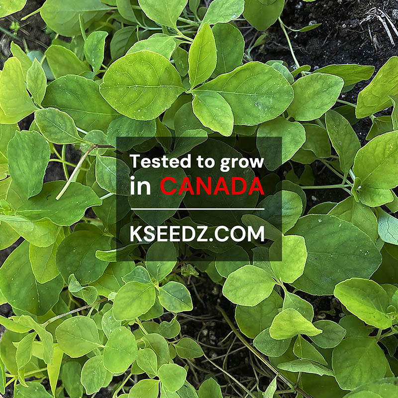 Korean Lance Asiabell : Deodeok - 더덕 image 2