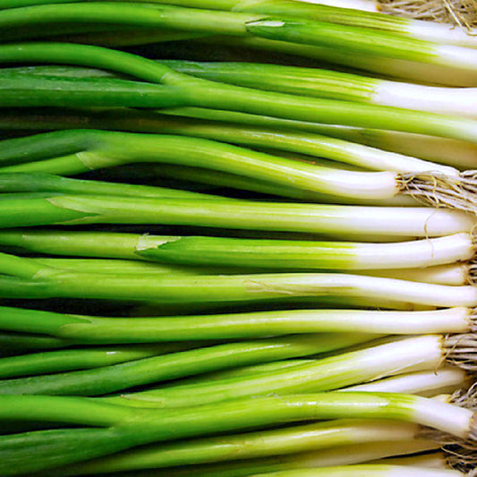 Bunching onion : Welsh - 대파 image 0
