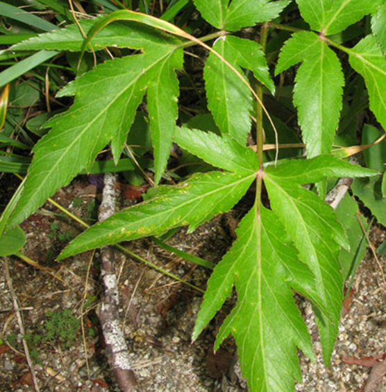 Ildangui - 일당귀 image 0