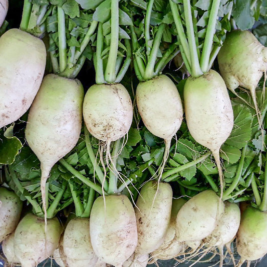 Radish Dongchimi - 동치미무 image 0