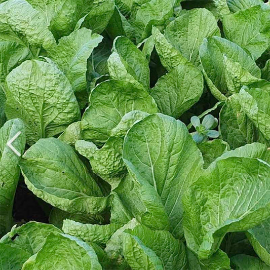 Mustard from Dolsan - 돌산갓 image 0