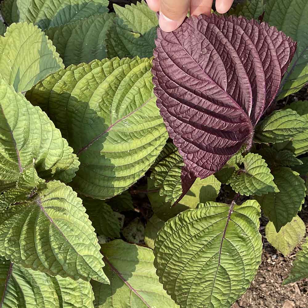 Perilla Red -적들깨 image 0