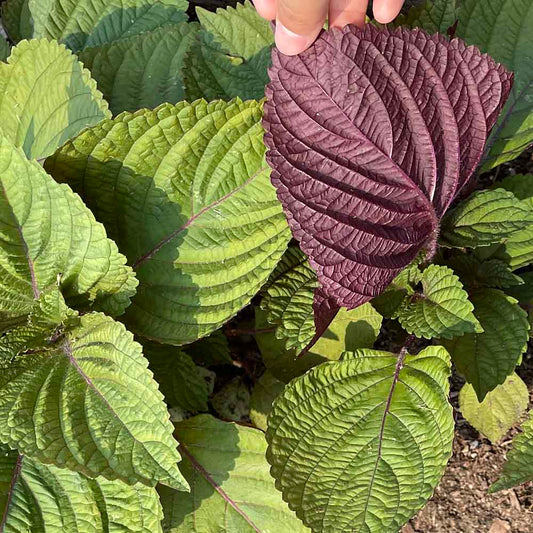 Perilla Red -적들깨 image 0