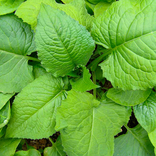 Gondre - 곤드레 image 0