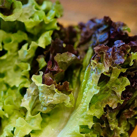 Lettuce Skirt Red - 적치마 상추 image 0