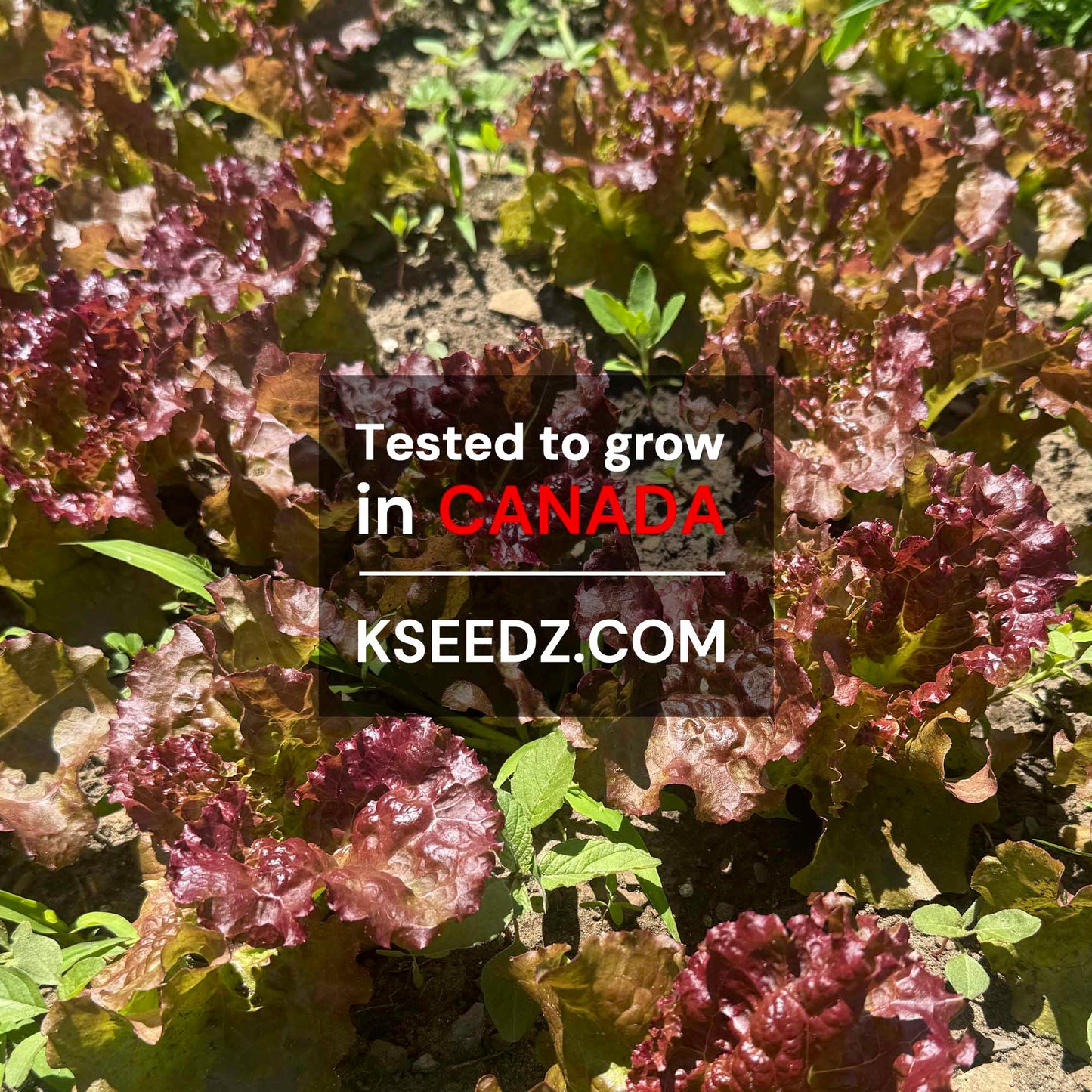 Lettuce red - 적축면 꽃상추 image 1