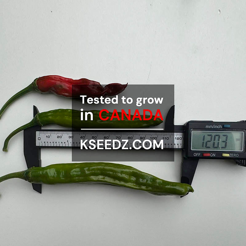 Pepper Green Shishito : Mild - 꽈리 고추 image 1