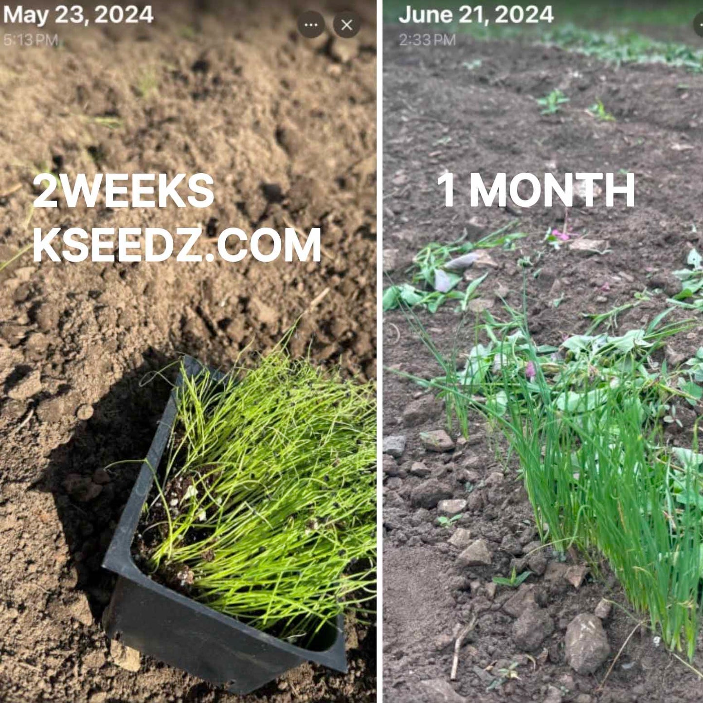 Bunching onion : Welsh - 대파 image 5