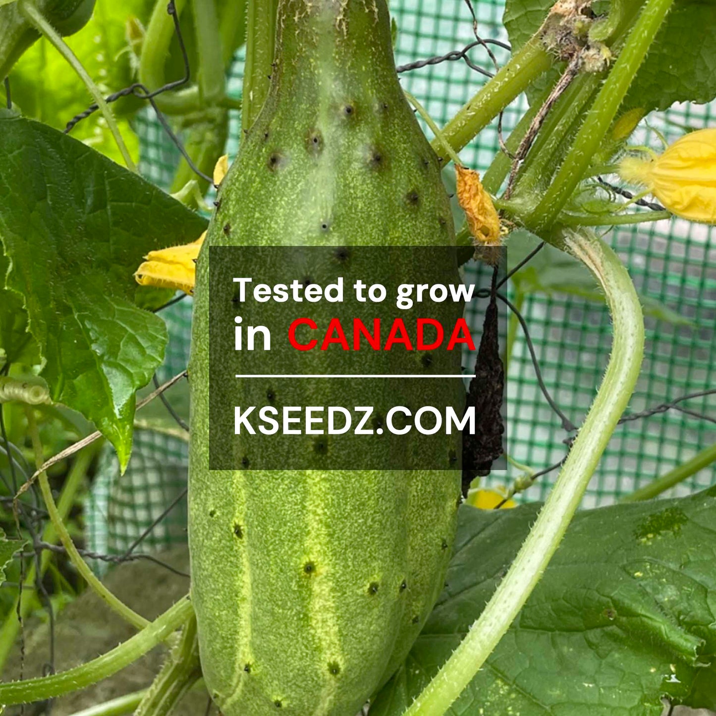 Cucumber old : Nogak - 노각오이 image 2