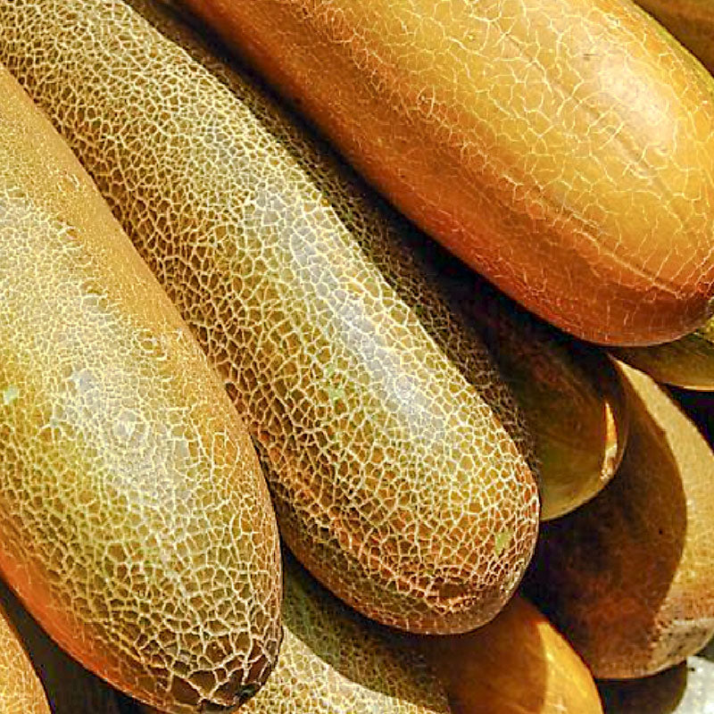 Cucumber old : Nogak - 노각오이 image 0