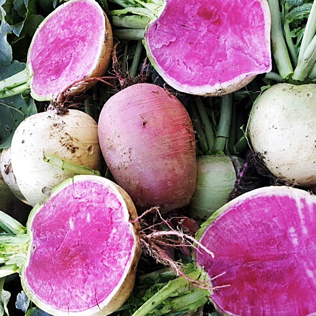 Radish Watermelon - 수박무 image 0