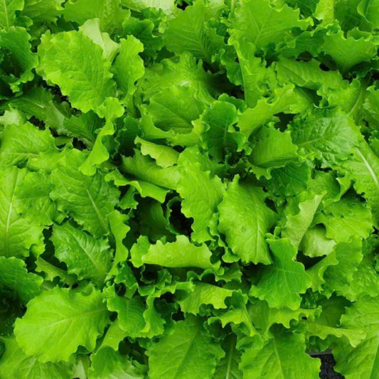 Lettuce Skirt Green - 청치마 상추 image 0