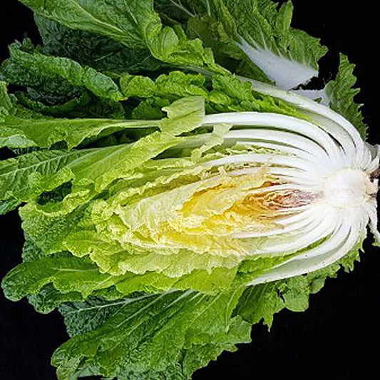 Cabbage from Jeju - 제주도산 구억배추 image 0