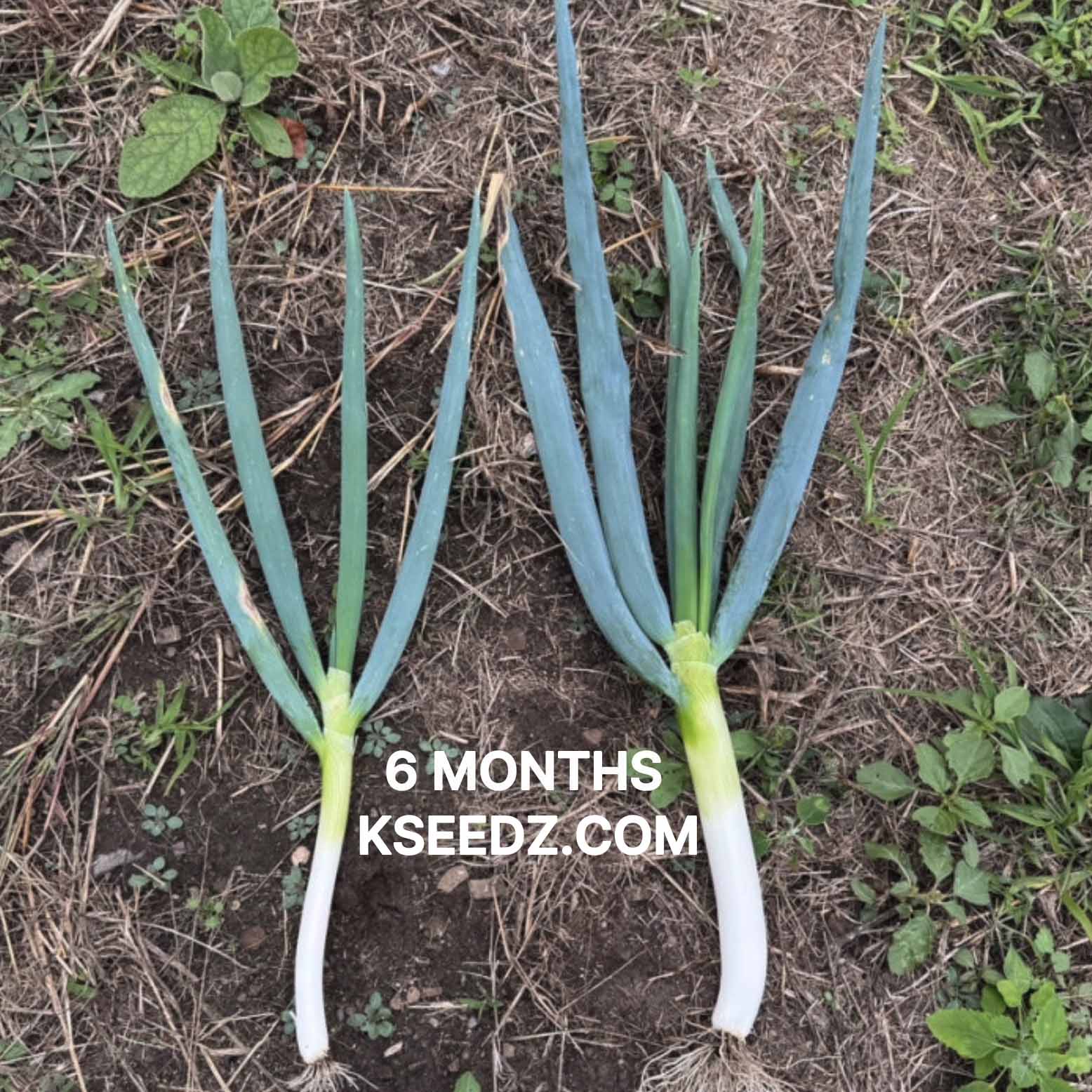 Bunching onion : Welsh - 대파 image 2