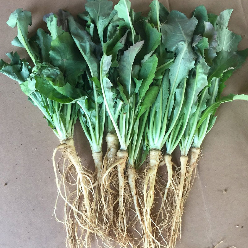 Korean godeulppaegi - 고들빼기,향고채 image 0