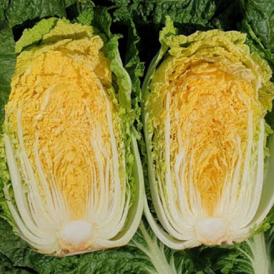 Kimchi Cabbage : FALL - 김장 배추 image 0