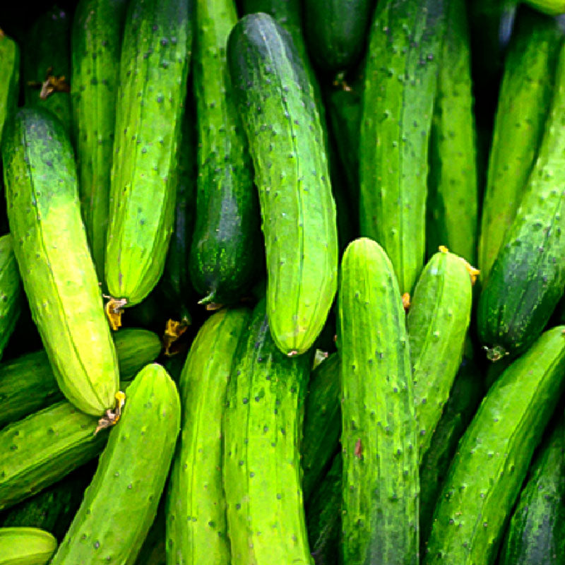 Cucumber - 백다다기 오이 image 0