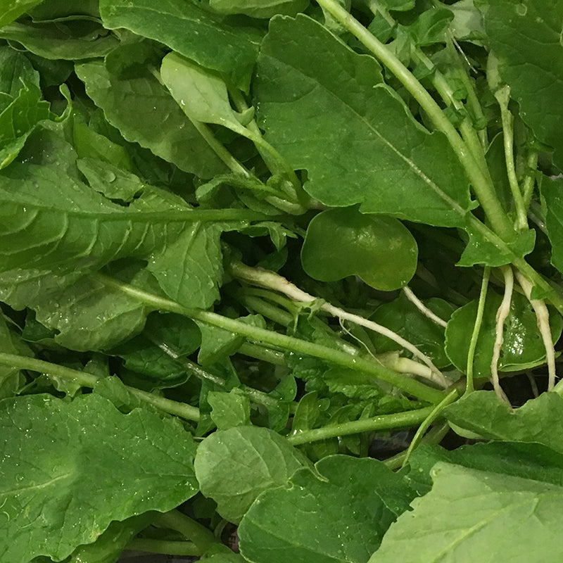 Young Radish Summer - 열무 image 0