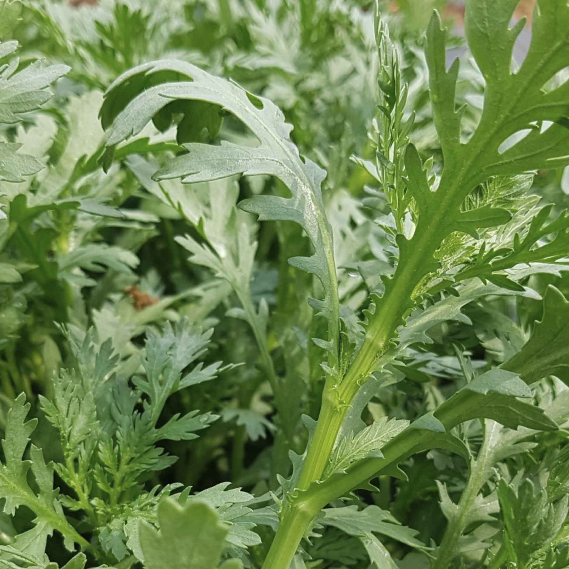 Mustard Crown Daisy - 쑥갓 image 0