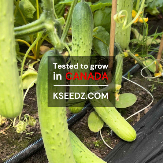 Cucumber - 백다다기 오이 image 1