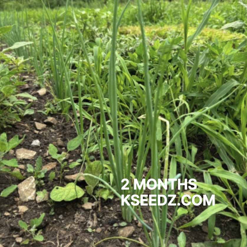 Bunching onion : Welsh - 대파 image 4